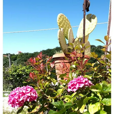 Zafferano צ'לה ליגורה